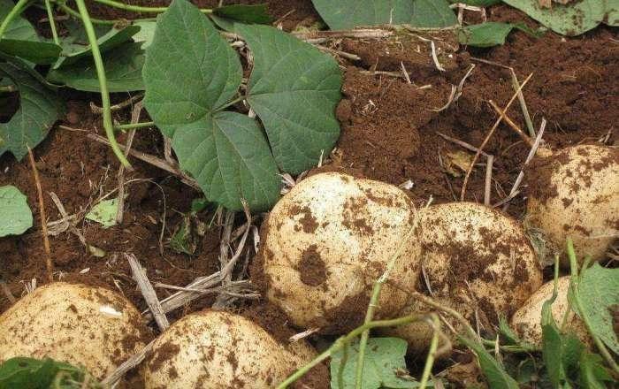 白水地萝卜生吃正好, 便宜又美味, 但它的毒性