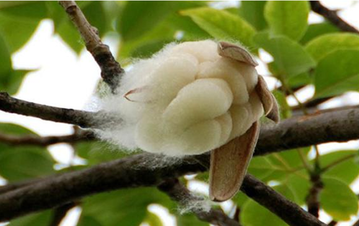 几树半天红似染,居人云是木棉花.—宋?刘克庄《潮惠道中》