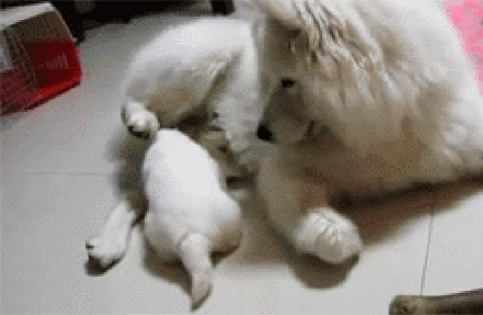 说哈士奇是最二的狗, 你们是没见过这些表情包, 二哈看完不得不服