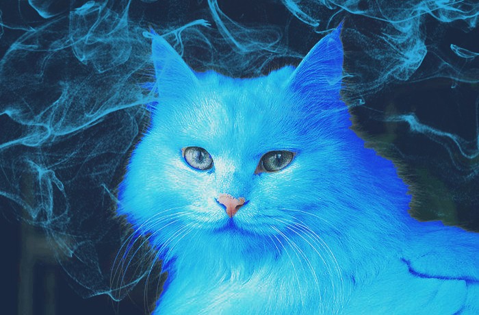 当包子和花生都变成蓝色,我选择抱走蓝色的猫咪,杜甫也不淡定了