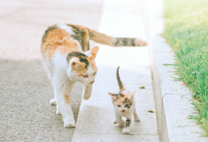 猫妈妈教猫宝宝学走路