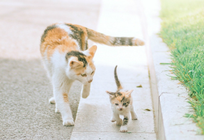 猫妈妈和它的宝宝,教你学步教你成长,难得的是长大还能一起走