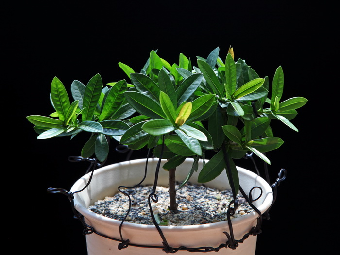 这种木本植物,花型漂亮似绣球,四季开花不断,是家居盆栽佳品