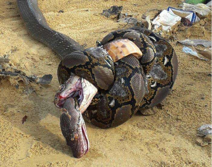 胆小慎入:一只眼镜王蛇和一只网纹蟒缠斗在一起,最后……