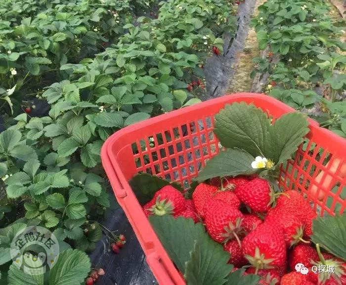 重庆周边摘草莓最全地图 品尝第一口莓好