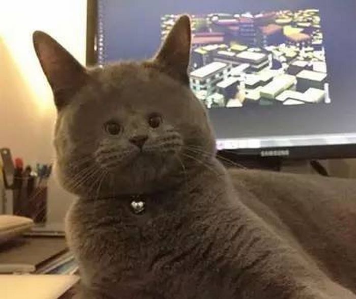 当二货主人把猫咪的脸p小后,这画面太搞笑,笑得停不下来!