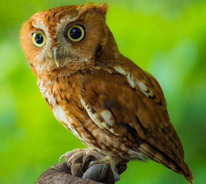 3层眼睑柱状眼珠不会转动视力却极好,它是您不