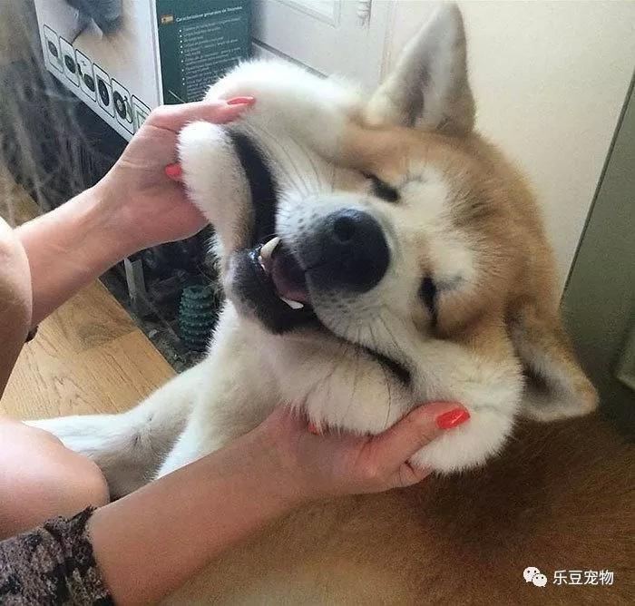 宠物最搞笑的瞬间,秋田犬的脸我懂,但是这哈士奇是什么鬼?