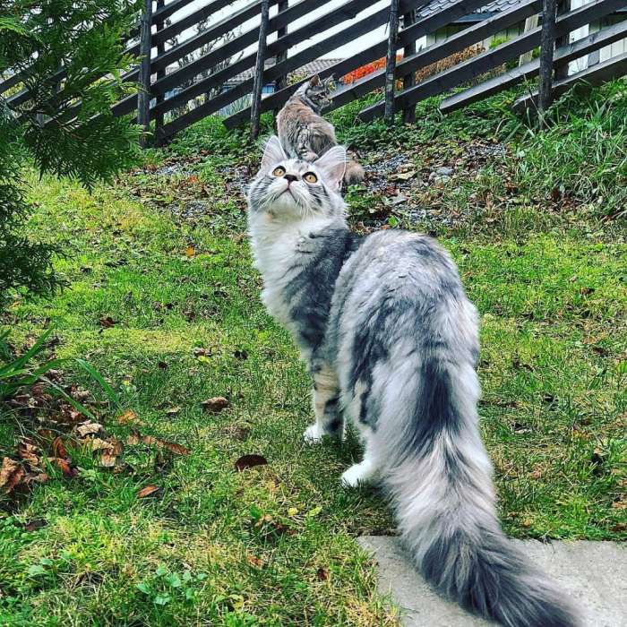 猫的外表狗的性格，威武帅气缅因猫，冰天雪地中的大尾巴精灵!