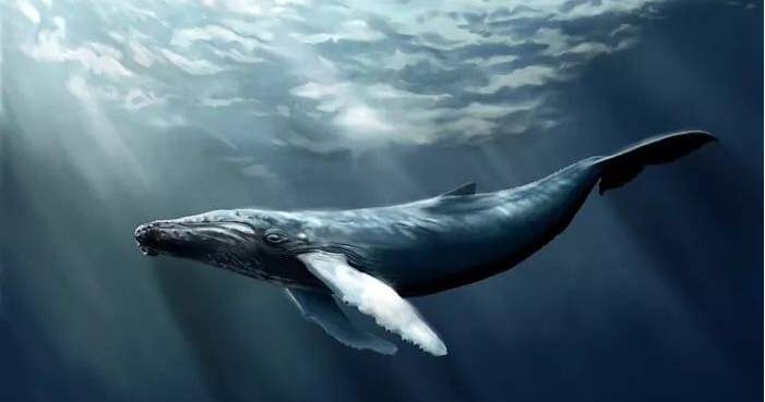 我听过深海里最孤独的传说--鲸落