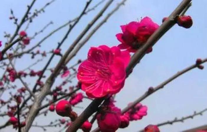 梅花种类大赏析——你不知道的梅花