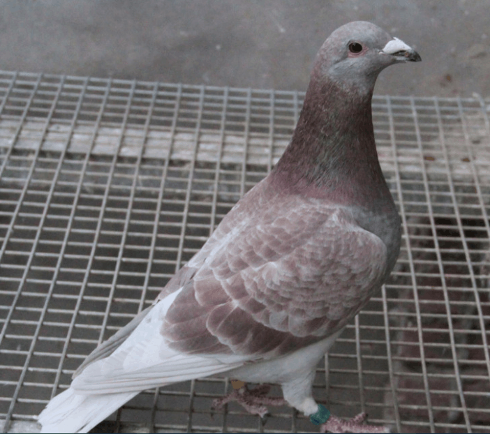 信鸽不能说话，又不能告诉地址，它怎么就能找到千公里...