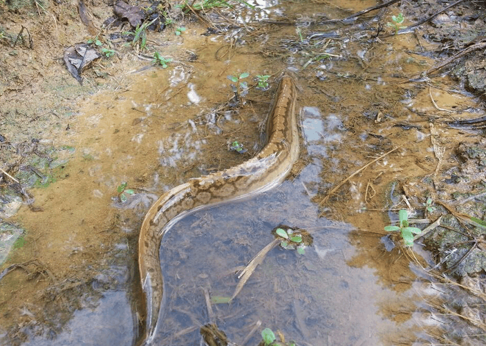 随身带把刀的鱼, 听说有毒不敢吃, 现在百元一