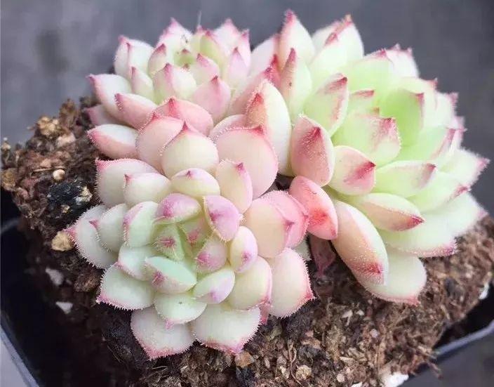 混血就是好看,11种美哭了的杂交多肉,来认认它的父母!