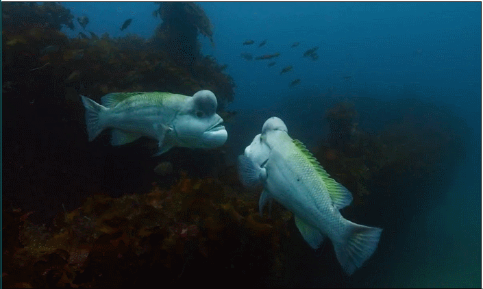 壁纸 动物 海底 海底世界 海洋馆 水族馆 鱼 鱼类 705_422 gif 动态图