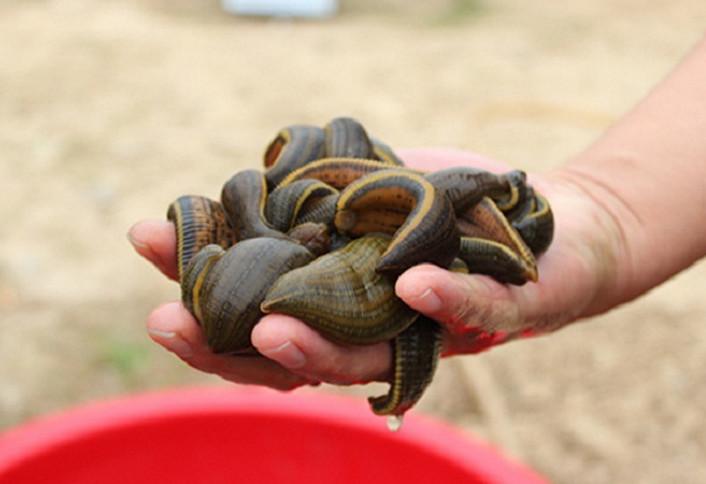 农村养殖的一种生物低成本却能得到高利润你知