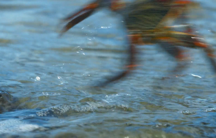 巴西红石蟹,陆地上健步如飞,跳跃