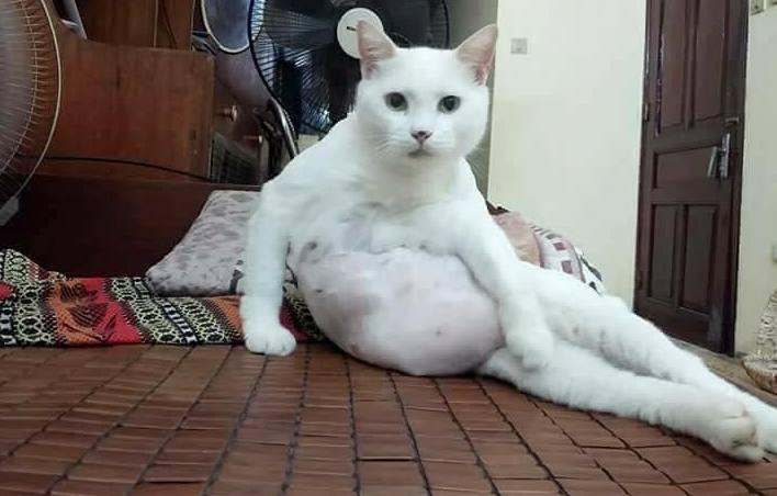 猫咪伸出"大长腿", 一脸很享受的舔毛, 被发现后它的表情亮了