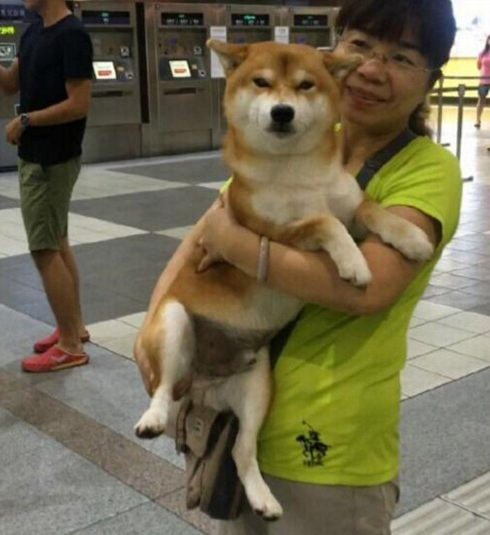 妈妈和柴犬一起接儿子,柴犬看见主人后,露出这笑容让人质疑!
