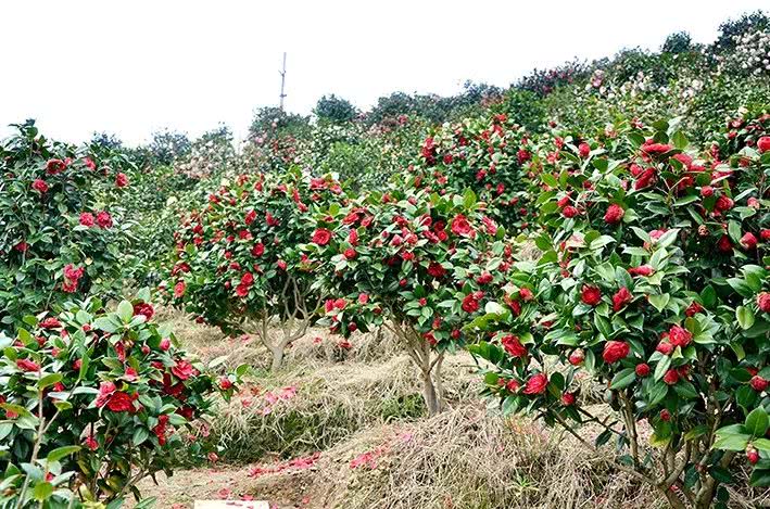 漫山遍野茶花,等你来赏