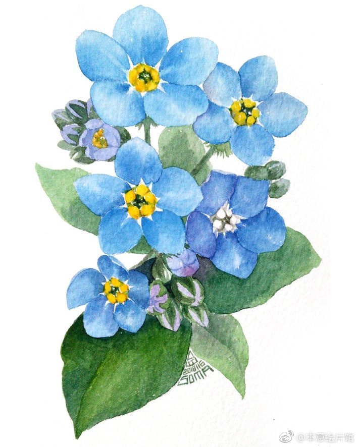 水彩植物练习素材 | ins:somaillust
