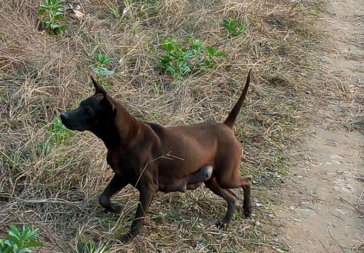 湖北的箭毛下司犬作为中华本土猎犬,它被称为全能猎犬能与德国牧羊犬