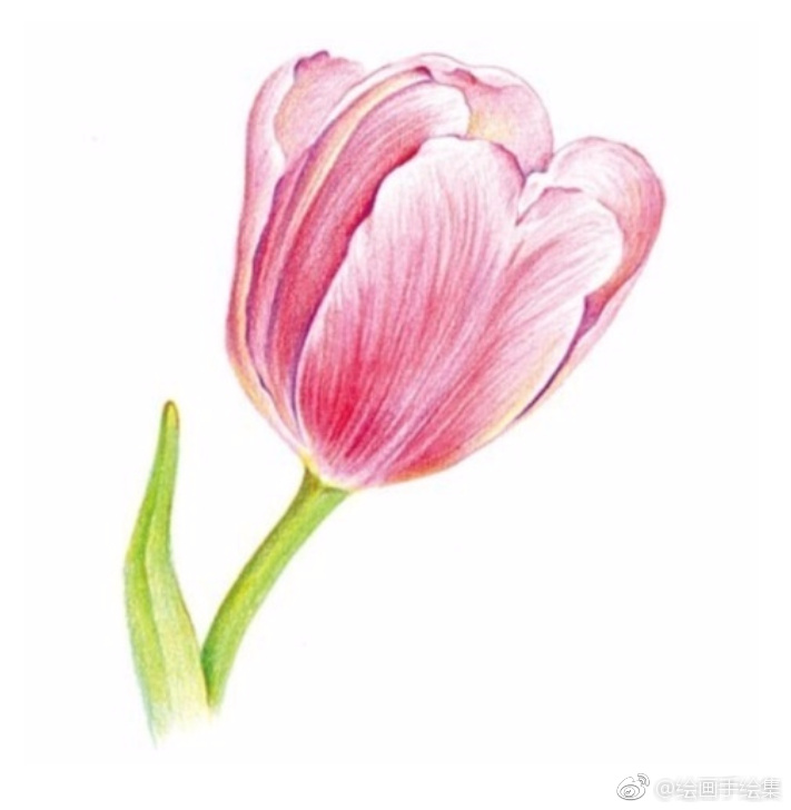 彩色铅笔画教程郁金香绘画步骤彩铅教程