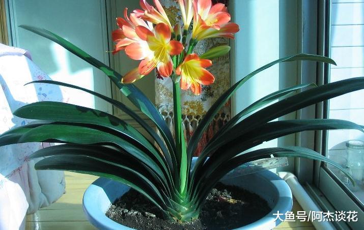 位置很重要, 家庭君子兰摆放位置合适, 能提高家
