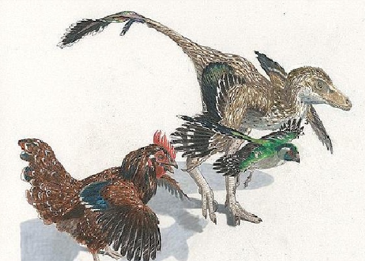 鸡才是最接近恐龙的动物,智利要让鸡再现恐龙