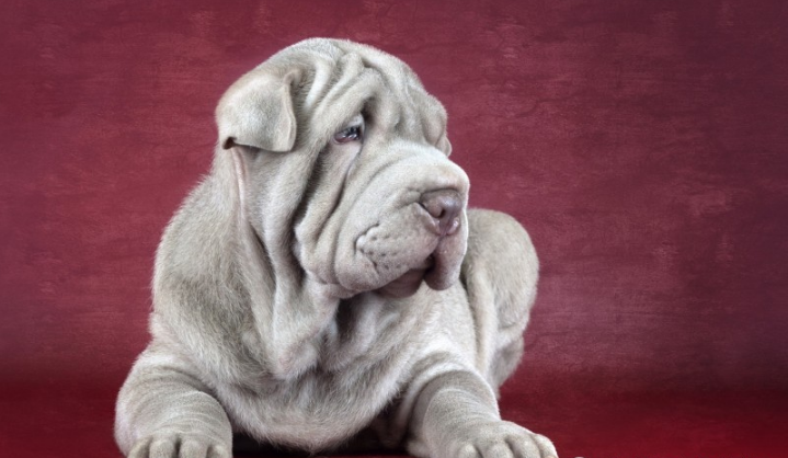 中国第一斗犬,战力在藏獒之上,曾征服老美、地