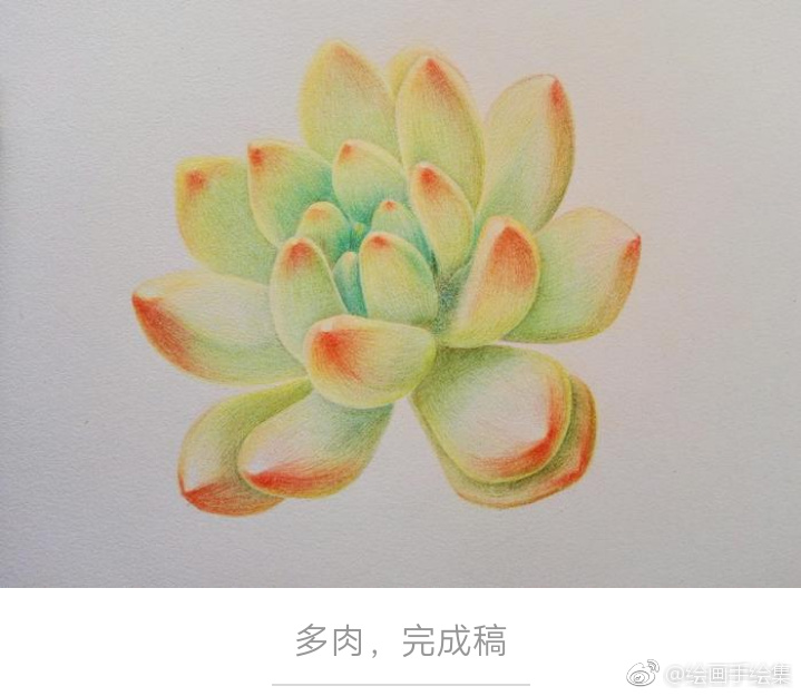 彩铅教程:一步步教你画《一株多肉》