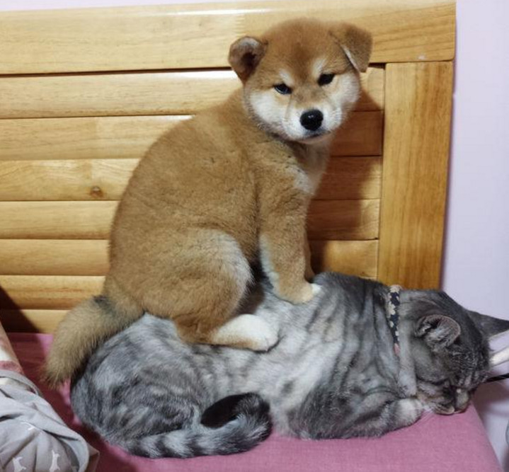 撞见狗子正欺负猫咪,主人咳嗽一声,柴犬一回头表情让人笑喷!