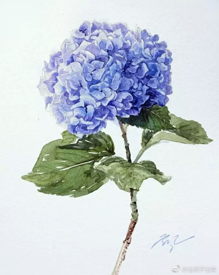 水彩手绘过程图,绣球花绣球花的花语:希望,忠贞,永恒,美满,团聚