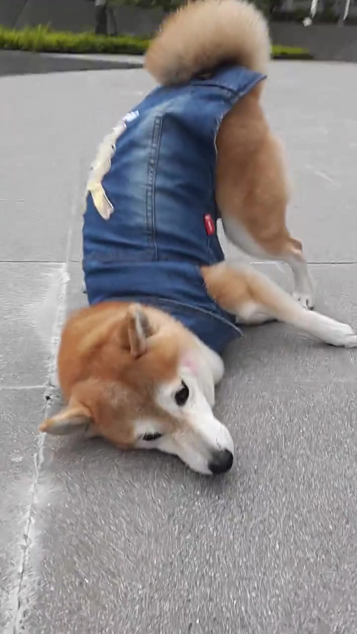 柴犬犯懒撅屁股趴地上耍赖,铲屎官简直没脸见人