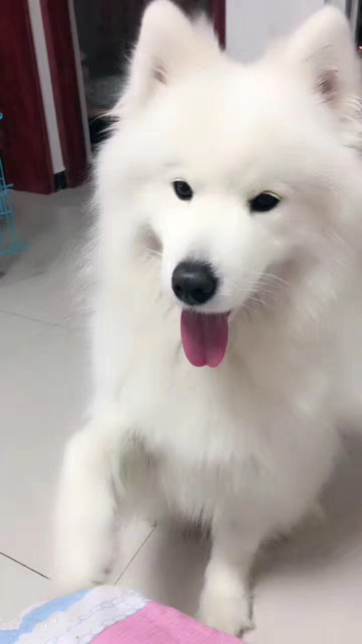 微笑天使萨摩耶