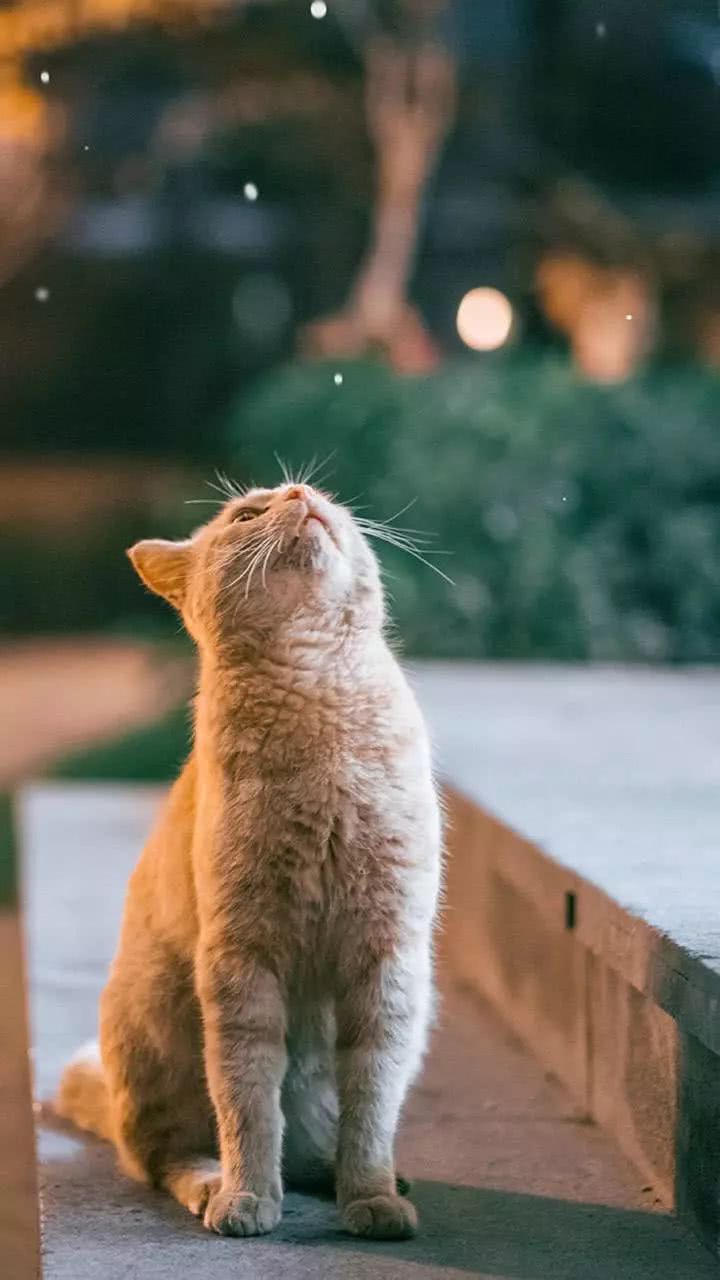 喵界中的大佬,惹不起惹不起