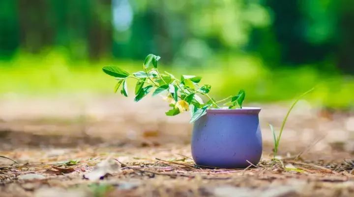 所有美好,都恰逢其时!|世间|人间|戴望舒_新浪网