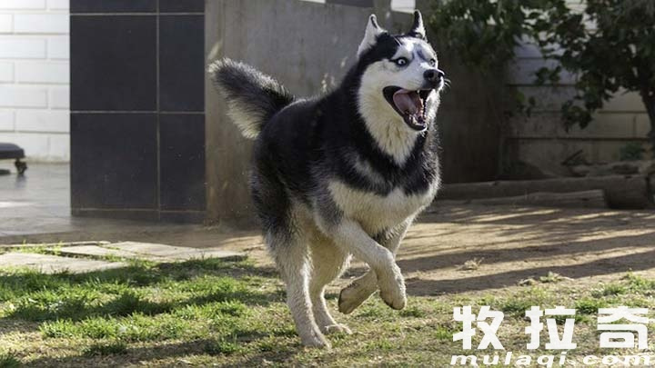 狗狗腿扭伤了怎么办?狗狗腿扭伤了有哪些急救