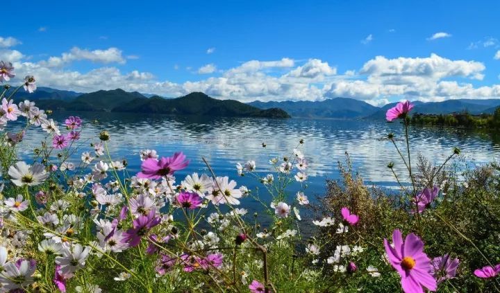 格桑花,开在湖边,绕着水草,伴着行船,不浓烈,却给了泸沽湖最美的秋天