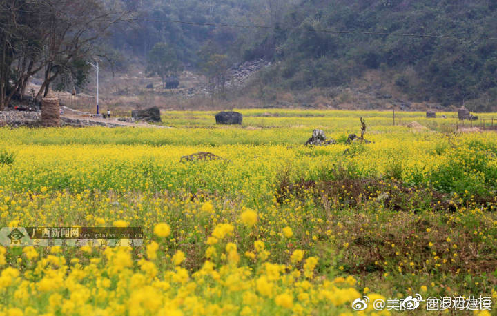 春天里一道美丽风景 柳州融安3万余亩油菜花迎春开放