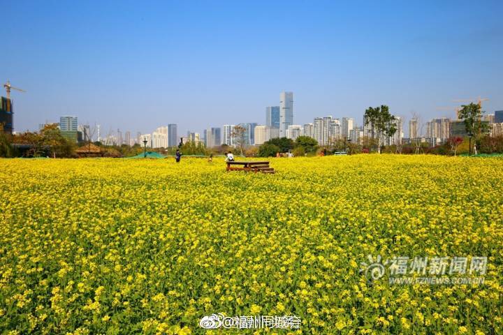 福州花海公园油菜花开 春节期间迎来盛花期