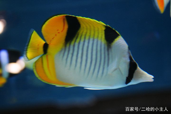 热带鱼为什么会死