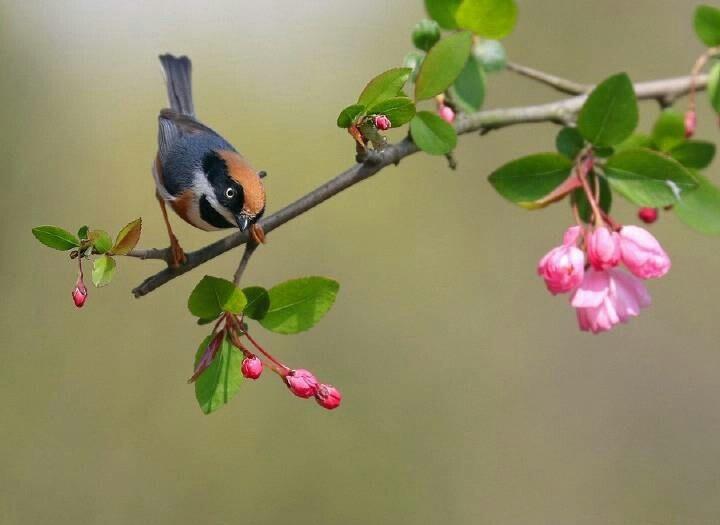 春诗十六首: 最古的诗, 四个字就把春天写绝了