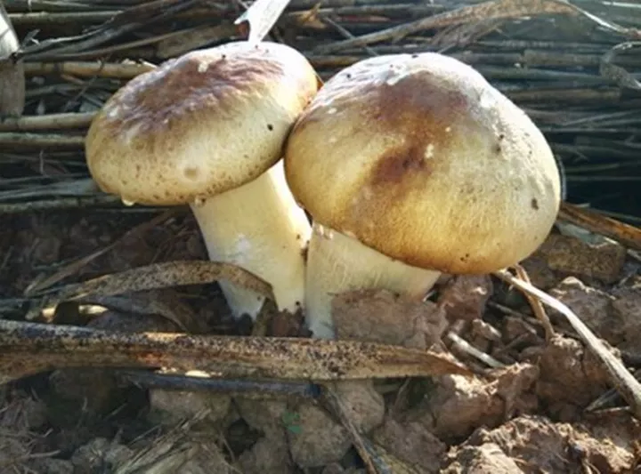 如果你的苗圃光种树,那你就out了