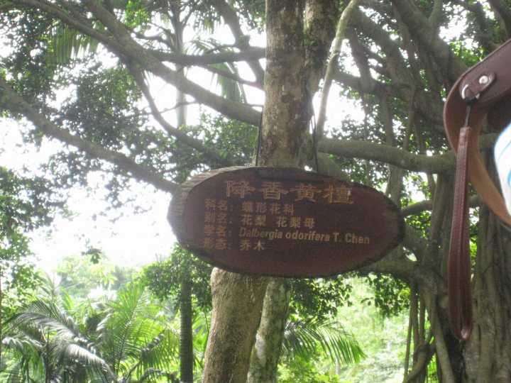 海南黄花梨还有着如此跌宕起伏的传奇经历
