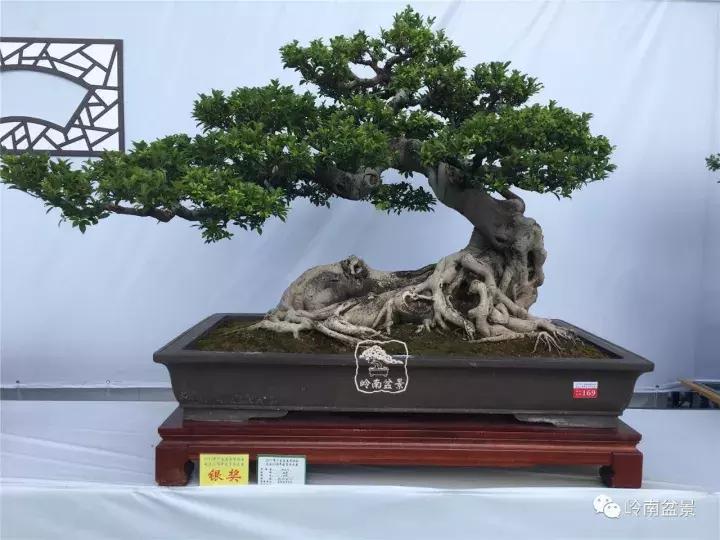 盆景造型基础知识: 我们怎样才能确定卧(斜)干式盆景黄金分割点