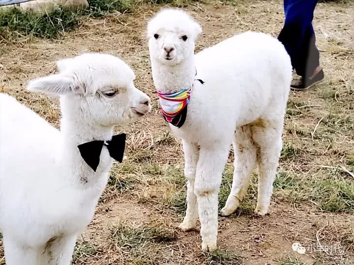 来小羊时代，当一天“羊倌儿”!