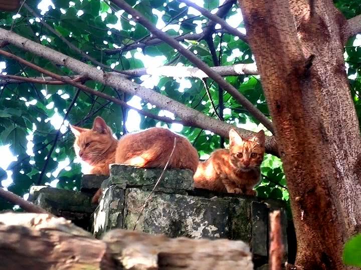 八坼:一座已然被渐渐废掉了的古镇!