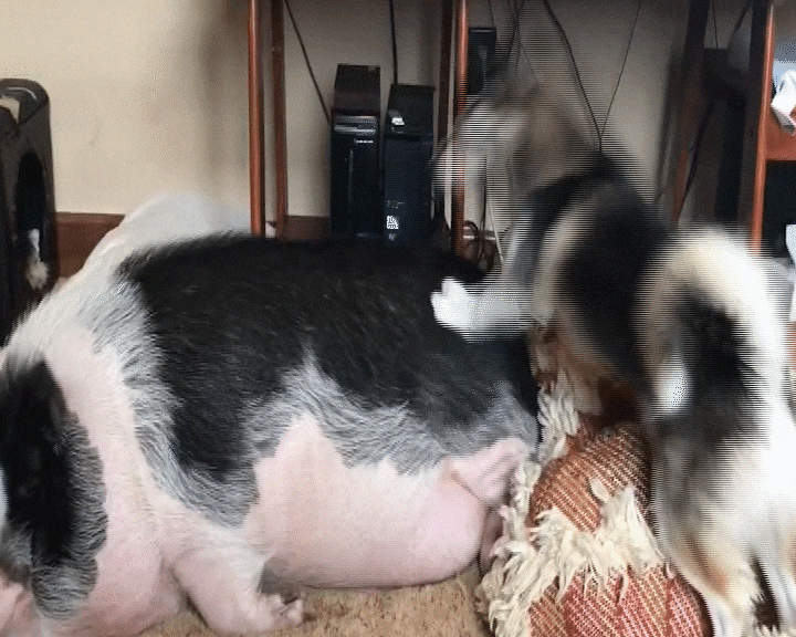 外国网友家哈士奇这样叫宠物猪起床: 肥猪你醒醒啊别睡了!