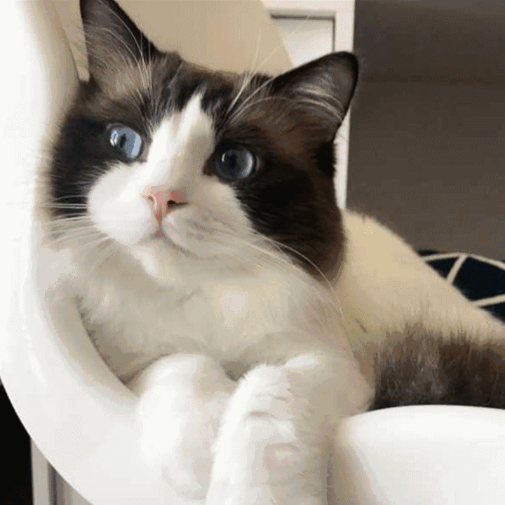 壁纸 动物 猫 猫咪 小猫 桌面 720_720 gif 动态图 动图